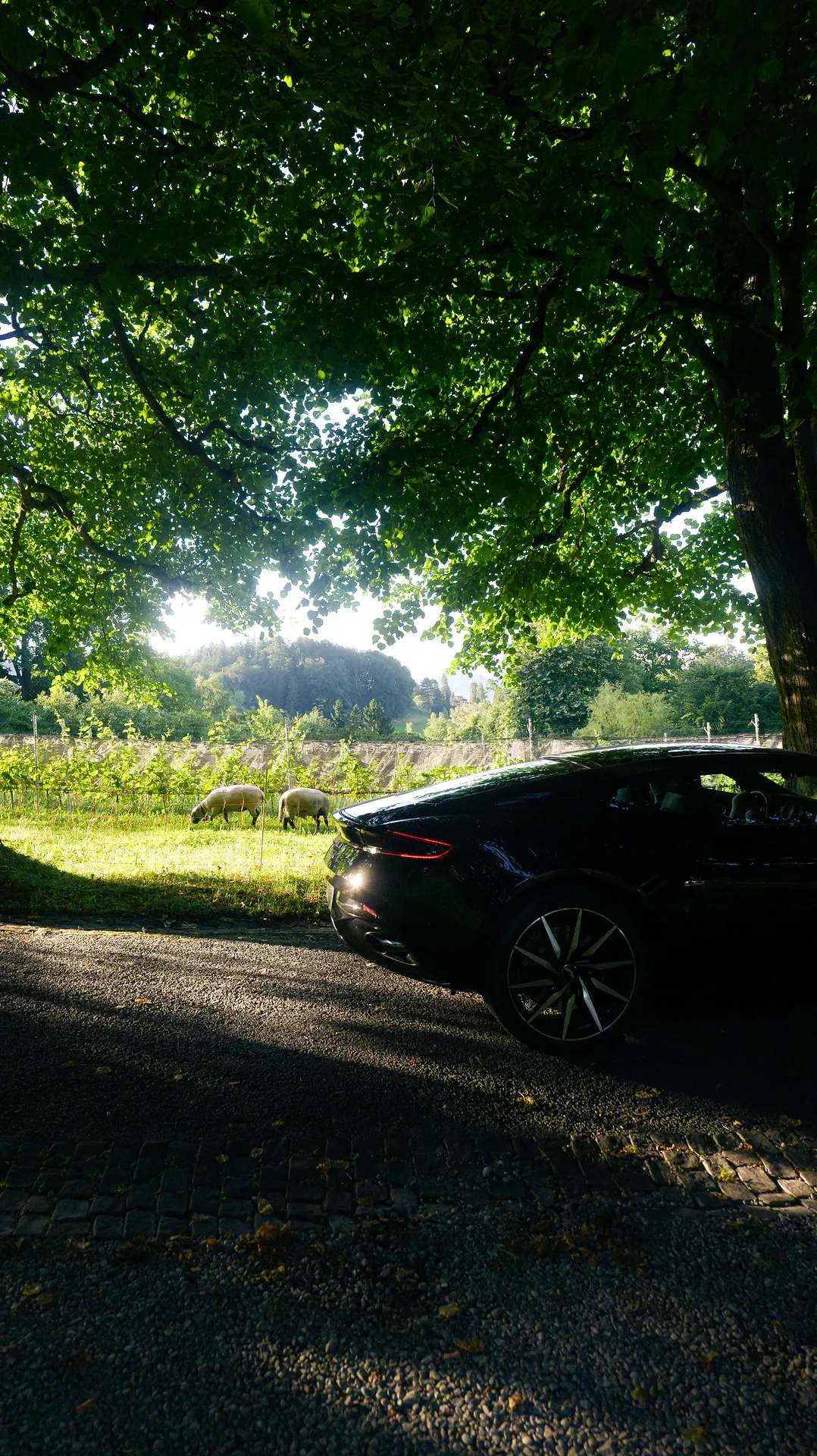 Ferrari beneath a tree